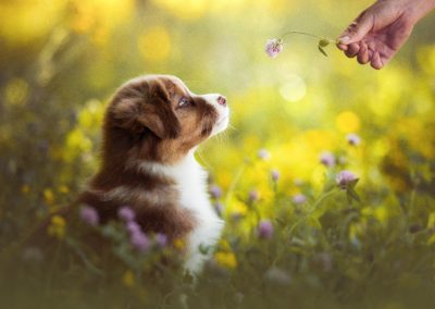 chiot berger australien rouge tricolore metz lorraine vendre acheter