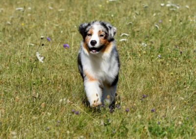 berger australien bleu merle