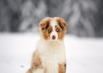 berger_australiens-chiots-elevage-lorraine-vosges