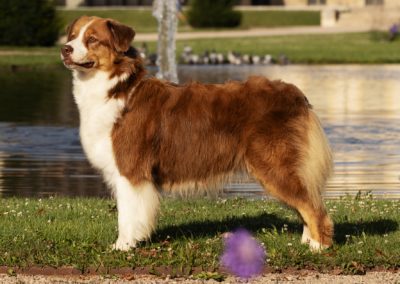red tri aussie france
