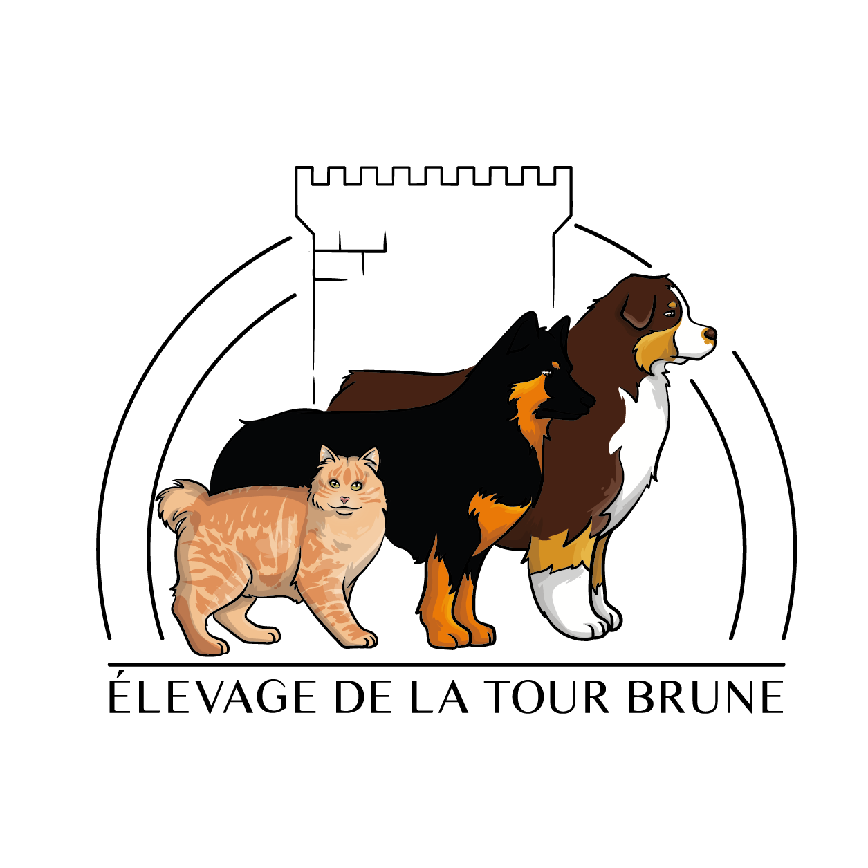 Elevage de la Tour Brune - Bergers Australiens & de Bohème - Chat Kurilian Bobtail - Lorraine